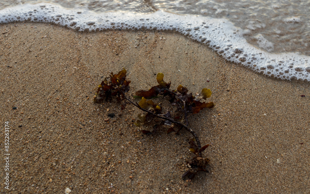 Obraz premium Closeup shot of sea wave on sand