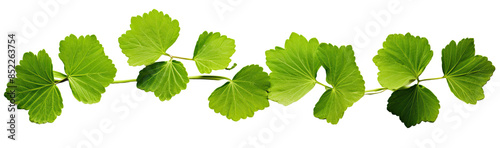 Plant leaves ivy freshness isolated on transparent background