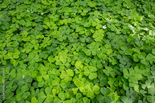 Sun dappled field of shamrocks, oxalis, growing in a shaded forest floor, as a lucky St. Patrick’s Day nature background 