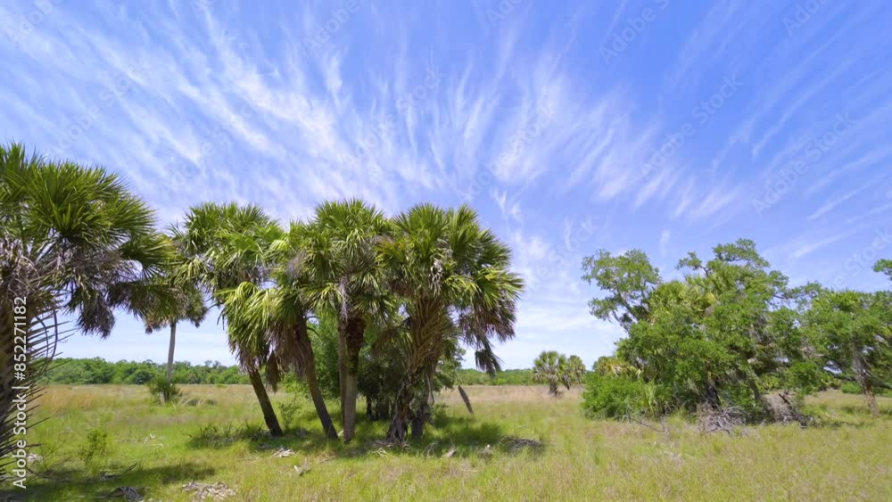 Tropical wetlands with palm trees and wild vegetation in southern Florida. Rainforest ecosystem Tropical wetlands with palm trees and wild vegetation in southern Florida. Rainforest ecosystem