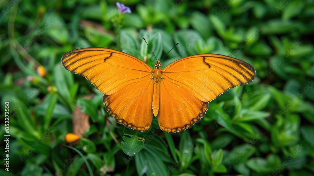 Lovely orange butterfly perched on grass Lovely orange butterfly perched on grass