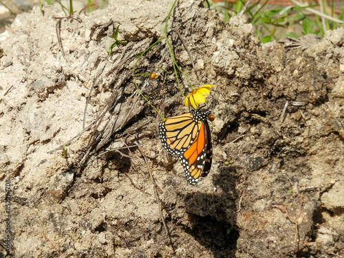 A monarch butterfly feeding on a yellow flower in Orlando Wetlands, Florida