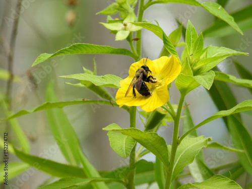 A bee pollinating a yellow water primrose growing in swampland in Florida