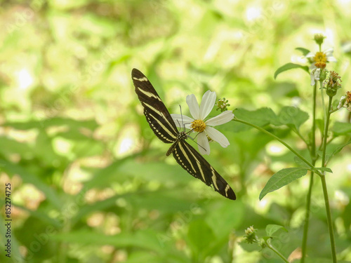Zebra longwing butterfly in a garden in Tampa, Florida