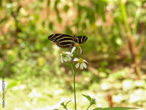 Zebra longwing butterfly in a garden in Tampa, Florida