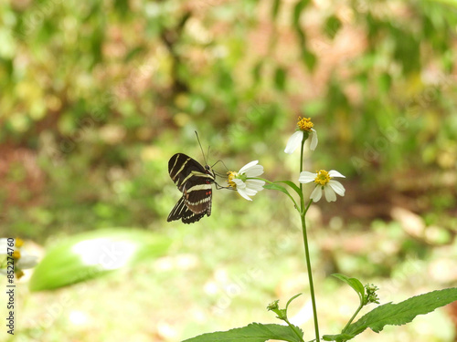 Zebra longwing butterfly in a garden in Tampa, Florida