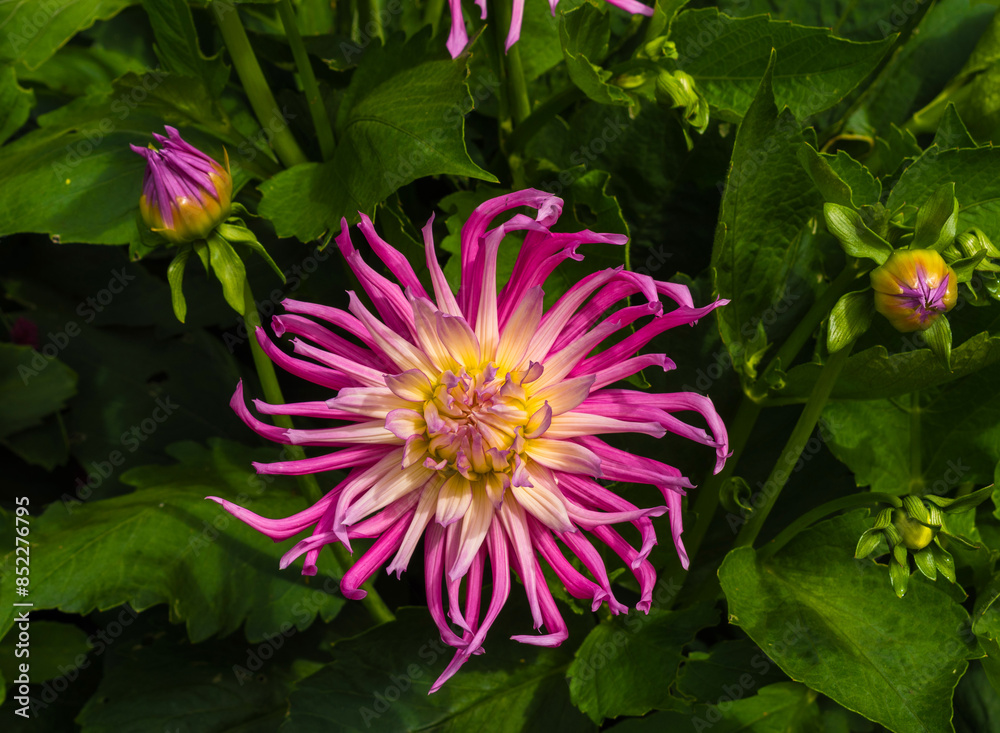 Aster Flower Close-up, Garden Plants; Pink Color