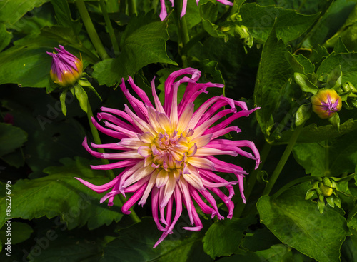 Obraz na płótnie Aster Flower Close-up, Garden Plants; Pink Color w salonie