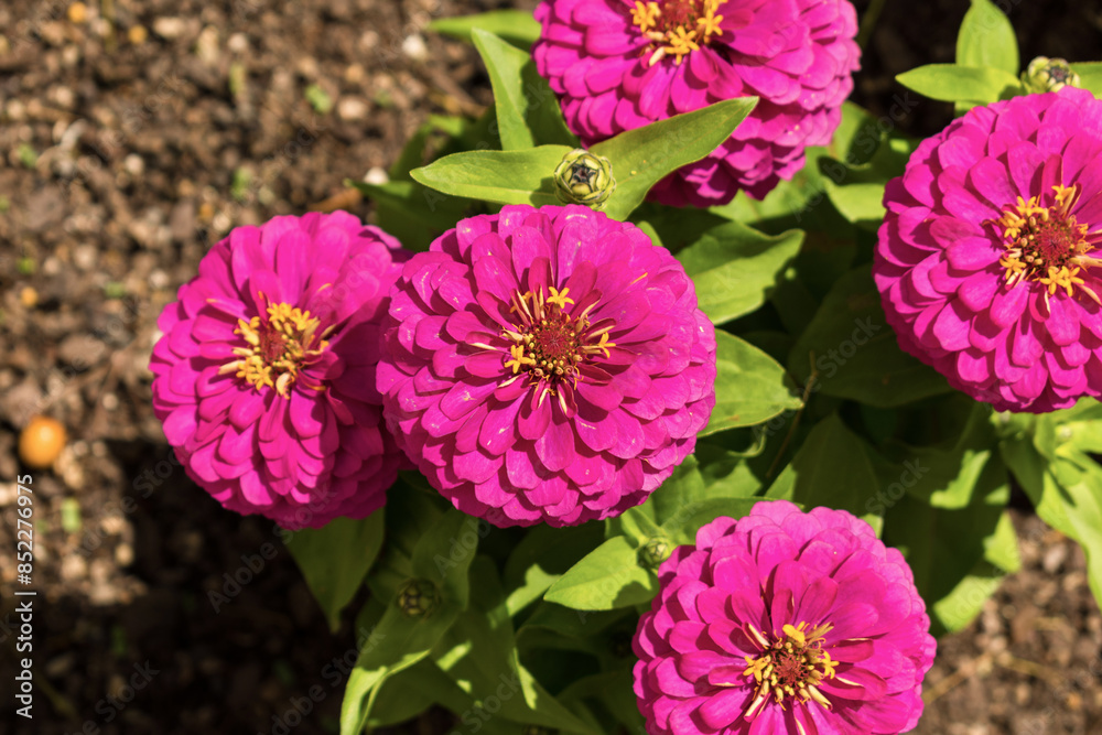 Zinnia Flower Close-up, Garden Plants; Pink Color