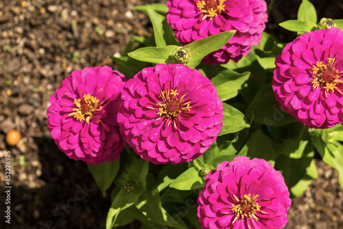 Obraz na płótnie Zinnia Flower Close-up, Garden Plants; Pink Color w salonie