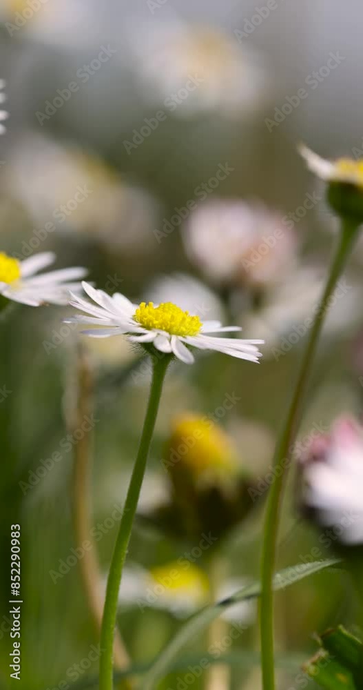 white little daisies in the field, beautiful white flowers on a green grass background white little daisies in the field, beautiful white flowers on a green grass background
