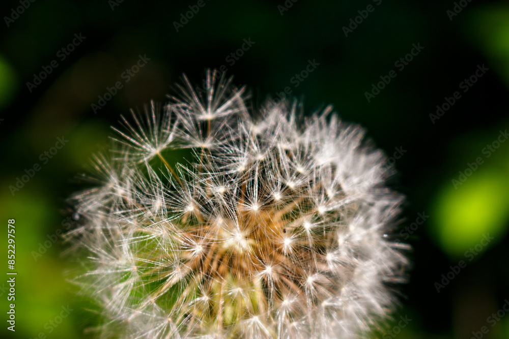 Fluffy ball of ripe dandelion with white seeds close up Fluffy ball of ripe dandelion with white seeds close up