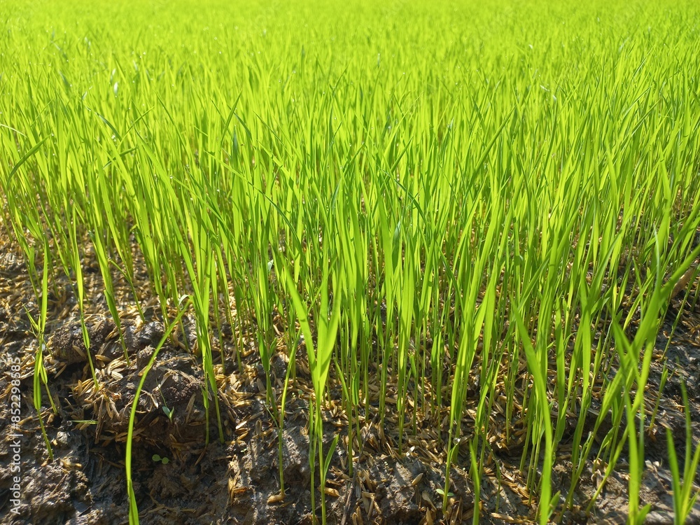 Obraz premium The rice seeds that are sown grow well