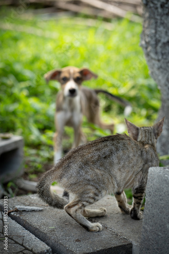 Foto Nala encontrando a alguien