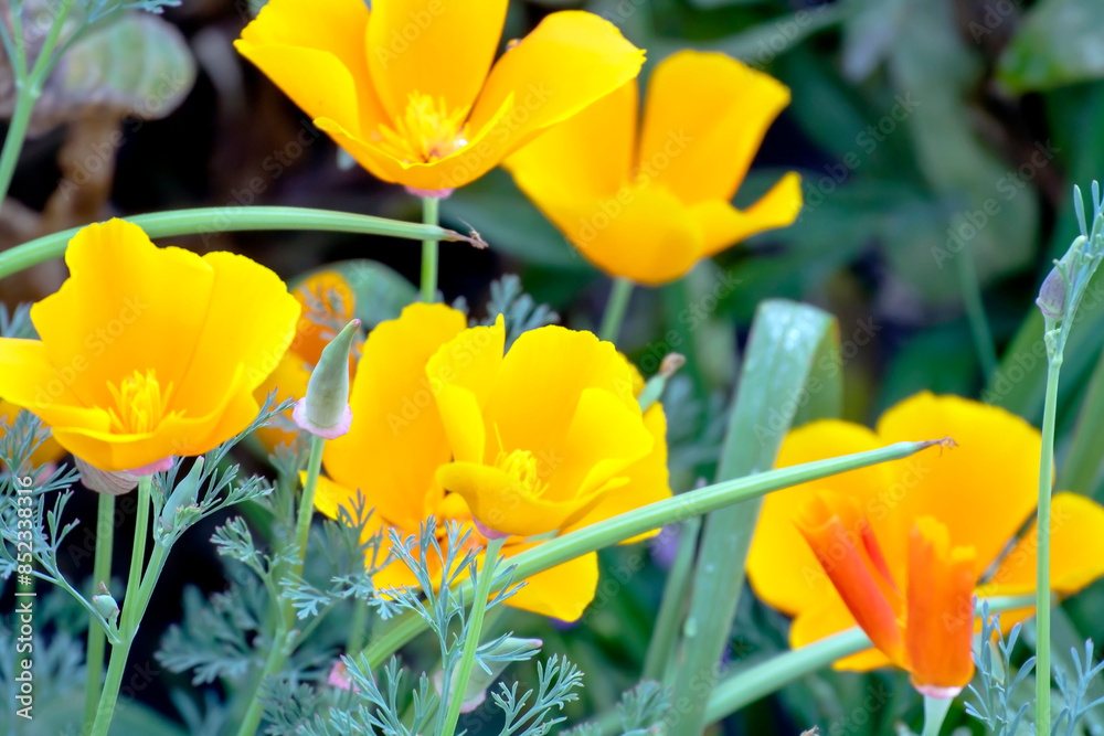 California poppy flowers in the garden in the morning California poppy flowers in the garden in the morning
