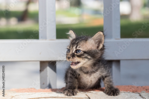 Homeless dirty kitten meows
