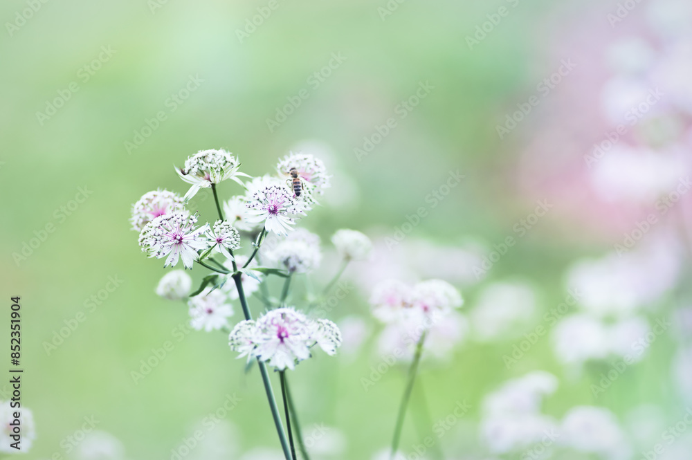 Nature background with spring flowers. Selective and soft focus. Close up. Nature background with spring flowers. Selective and soft focus. Close up.