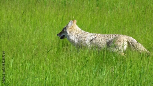 Coyotes in Action