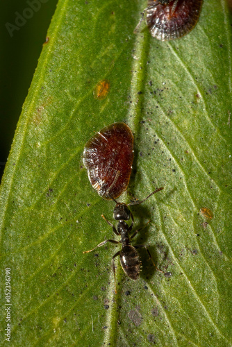 Scale insect and ant, Narooma, NSW, December 2023 photo