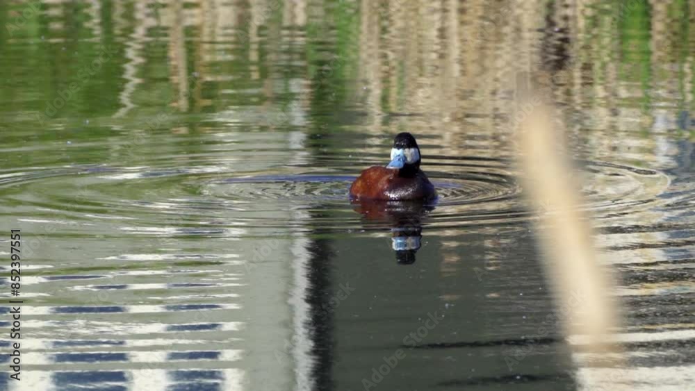 Ruddy Duck in Spring: Male and Female Behavior in a Lake in Edmonton, Canada
Ruddy Duck in Spring: Male and Female Behavior in a Lake in Edmonton, Canada