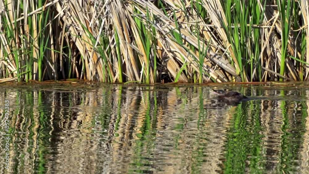 Ruddy Duck in Spring: Male and Female Behavior in a Lake in Edmonton, Canada
Ruddy Duck in Spring: Male and Female Behavior in a Lake in Edmonton, Canada
