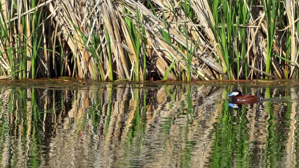 Ruddy Duck in Spring: Male and Female Behavior in a Lake in Edmonton, Canada
Ruddy Duck in Spring: Male and Female Behavior in a Lake in Edmonton, Canada