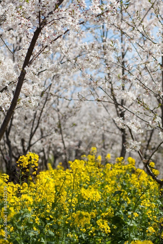 Outdoor fresh wild flowers, cherry blossoms, rapeseed plants