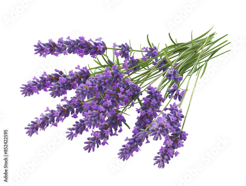 A bouquet of purple lavender flowers isolated on a white background, showcasing the natural beauty and aromatic essence of fresh lavender.