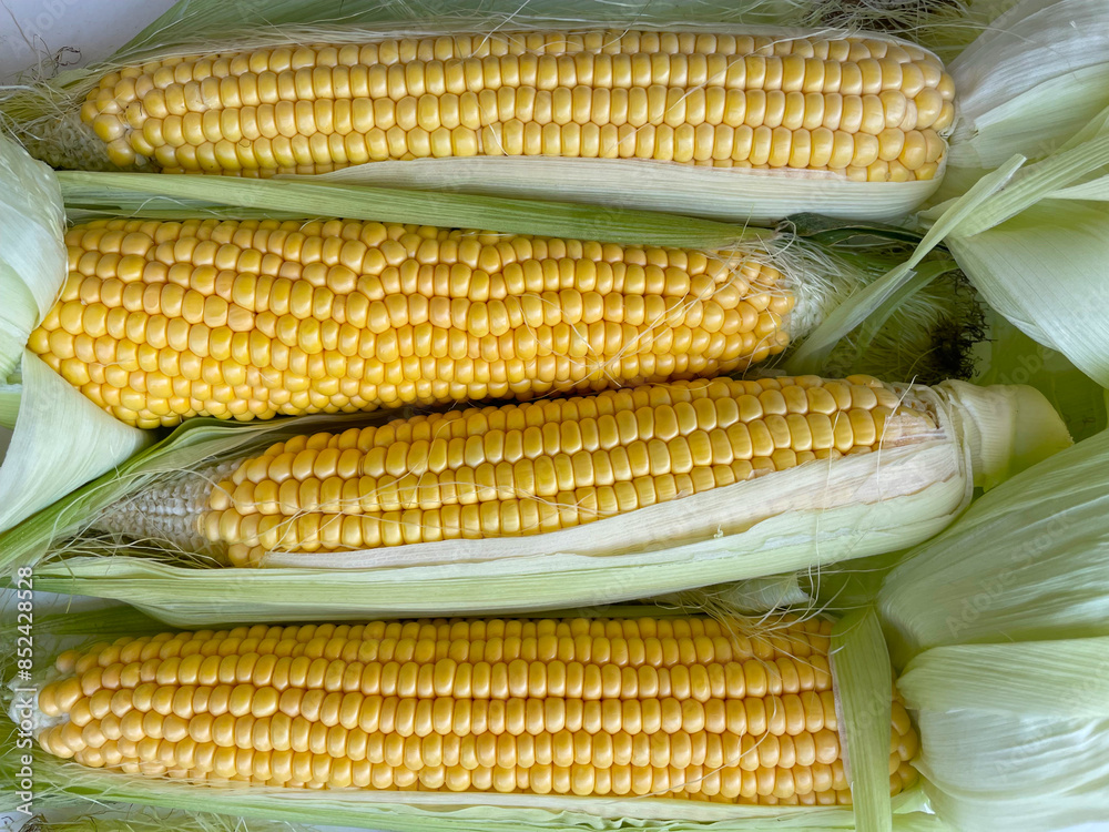 Fresh corn and leaves,full frame, macro shot.Fresh food on the market. Organics,thanksgiving.Four golden ears of corn with leaves. Agriculture. Top view. Organic, vegetarian raw meal-healthy and tasty Fresh corn and leaves,full frame, macro shot.Fresh food on the market. Organics,thanksgiving.Four golden ears of corn with leaves. Agriculture. Top view. Organic, vegetarian raw meal-healthy and tasty