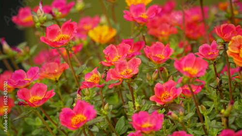 Portulaca grandiflora flowers bloom colorfully