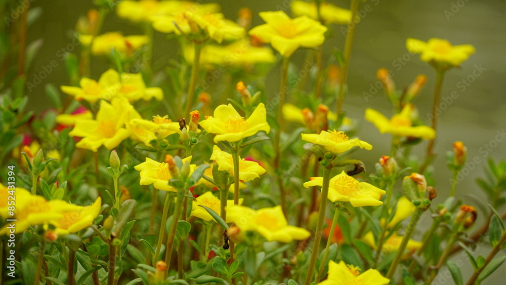 Fototapeta premium Portulaca grandiflora flowers bloom colorfully