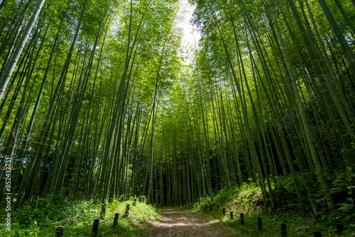 青々と茂る竹林と小道