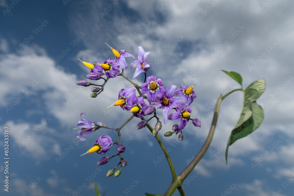 Solanum dulcamara Nightshade