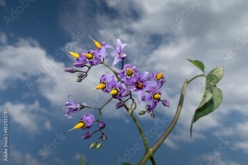 Obraz na płótnie Solanum dulcamara Nightshade w salonie