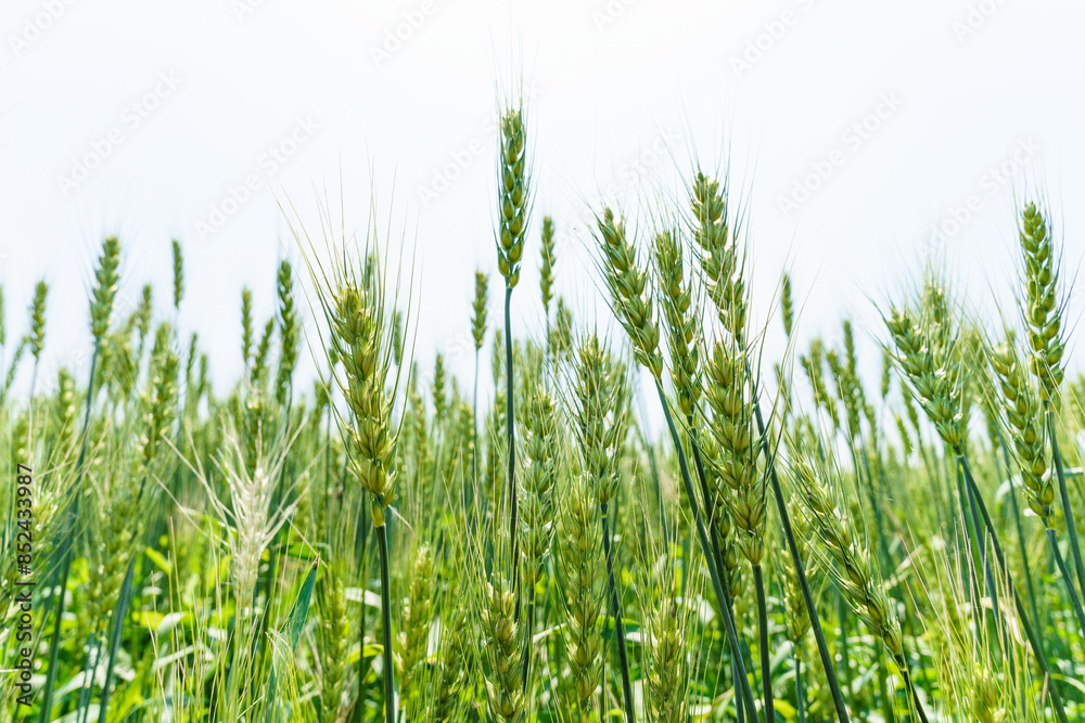 Obraz premium Barley fields about to mature in June in Northeast China