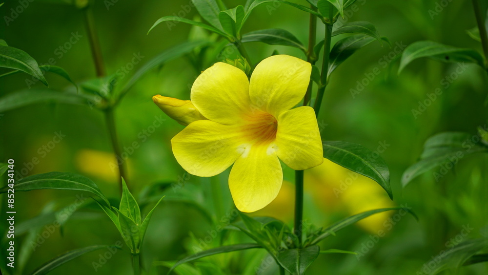 Yellow Allamanda cathartica flowers bloom in the garden Yellow Allamanda cathartica flowers bloom in the garden