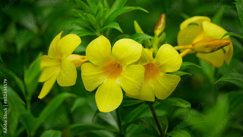 Yellow Allamanda cathartica flowers bloom in the garden