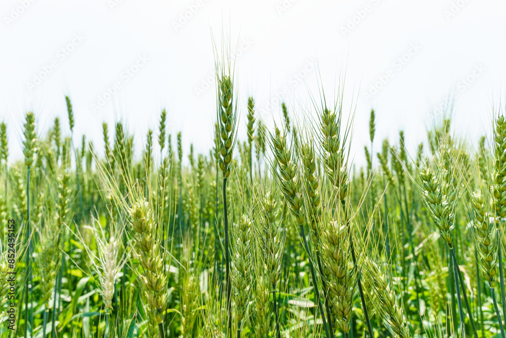Obraz premium Barley fields about to mature in June in Northeast China