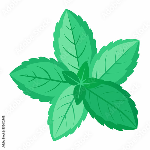 green leaf isolated on white background, mint