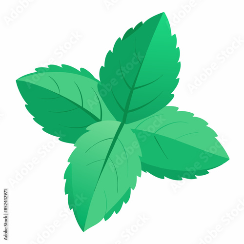 green leaf isolated on white background, mint