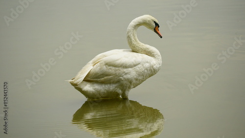 Cygnus swimming on the surface of the lake