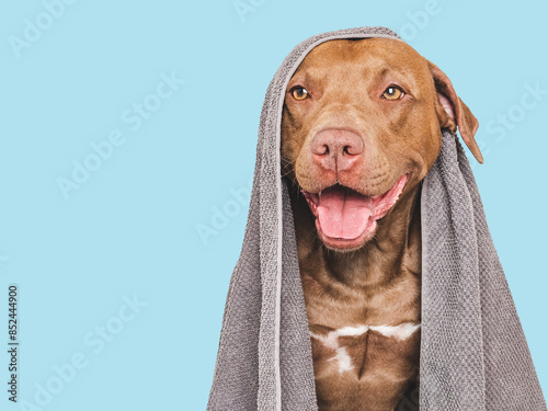 Cute brown dog and blue towel. Grooming dog. Close-up, indoors. Studio shot. Concept of care, education, obedience training and raising pets