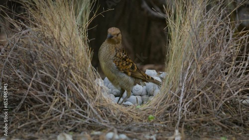 Western Bird - Chlamydera guttata Australian native bird in the Ptilonorhynchidae, brown spotted with a pink erect crown on the neck, the male has an elaborate structure to attract females.