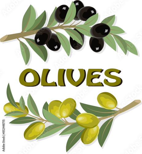 Black and green branches of olives.Colored vector illustration with black and green olives on a transparent background.