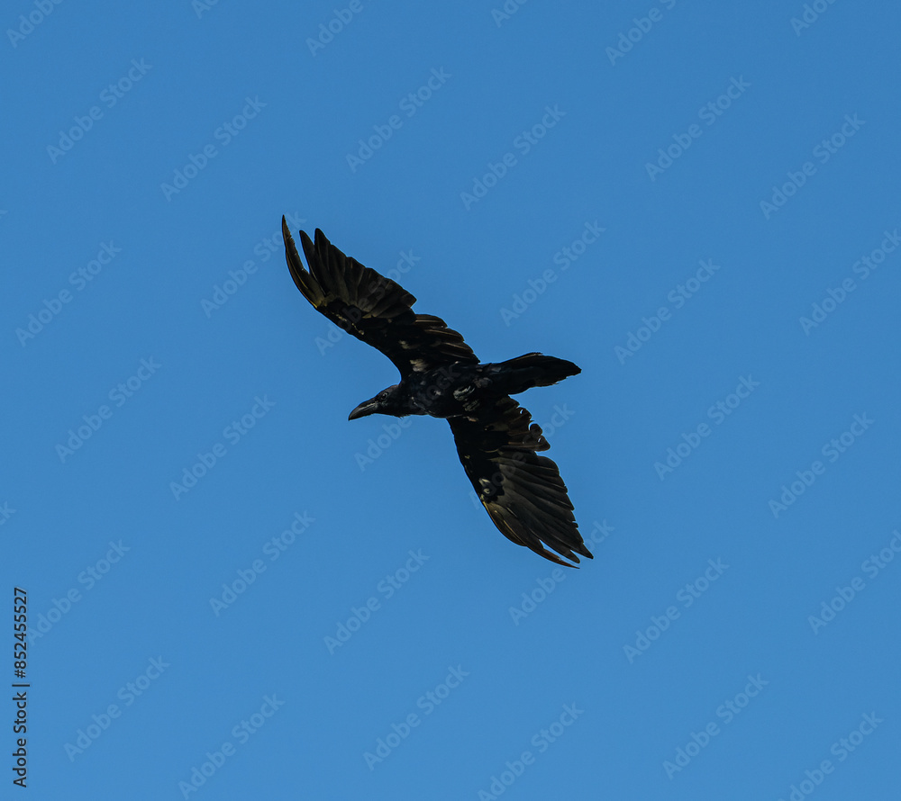 Fototapeta premium raven silhouette in flight on blue sky