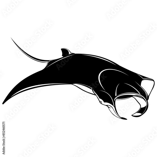 Manta Ray