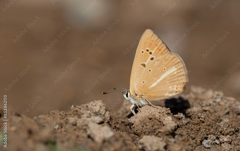 light brown striped butterfly, Polyommatus kurdistanicus light brown striped butterfly, Polyommatus kurdistanicus
