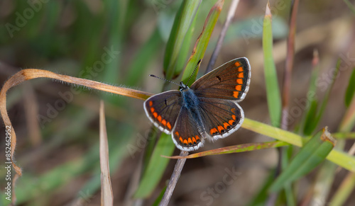 green background and tiny butterfly, Brown Argus, Polyommatus agestis photo