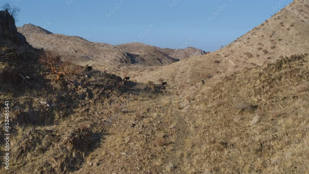 During the drought, monkeys look for food and water and fight with other monkeys During the drought, monkeys look for food and water and fight with other monkeys