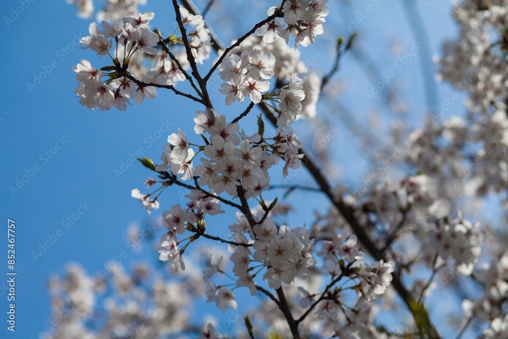 Fresh outdoor wild flowers, fresh flowers, cherry blossom plants Fresh outdoor wild flowers, fresh flowers, cherry blossom plants